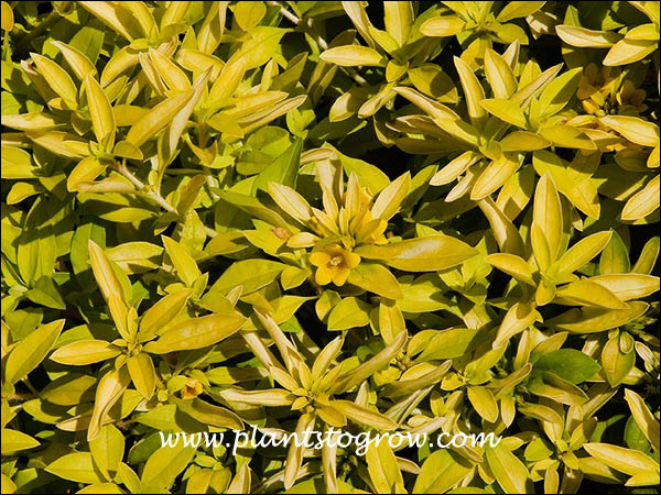 Bright yellow foliage hides the matching yellow flowers.